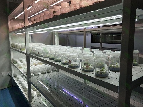 宝山植物组织培养实验室设计建设方案